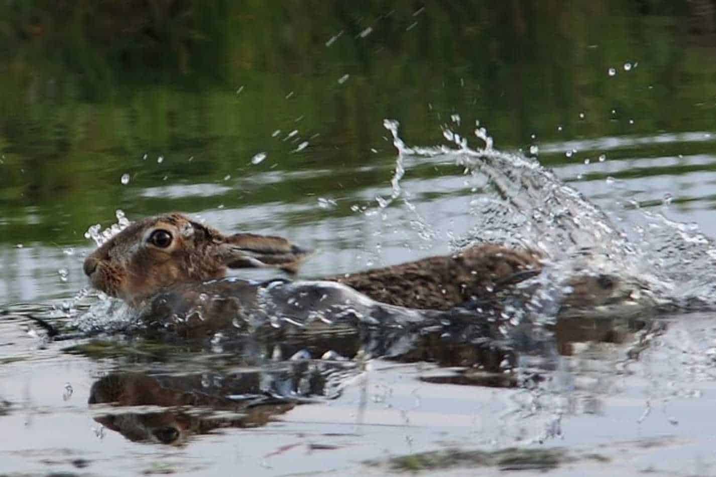 swimming rabbit