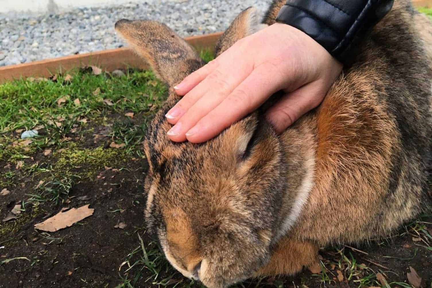 taking care of a bunny