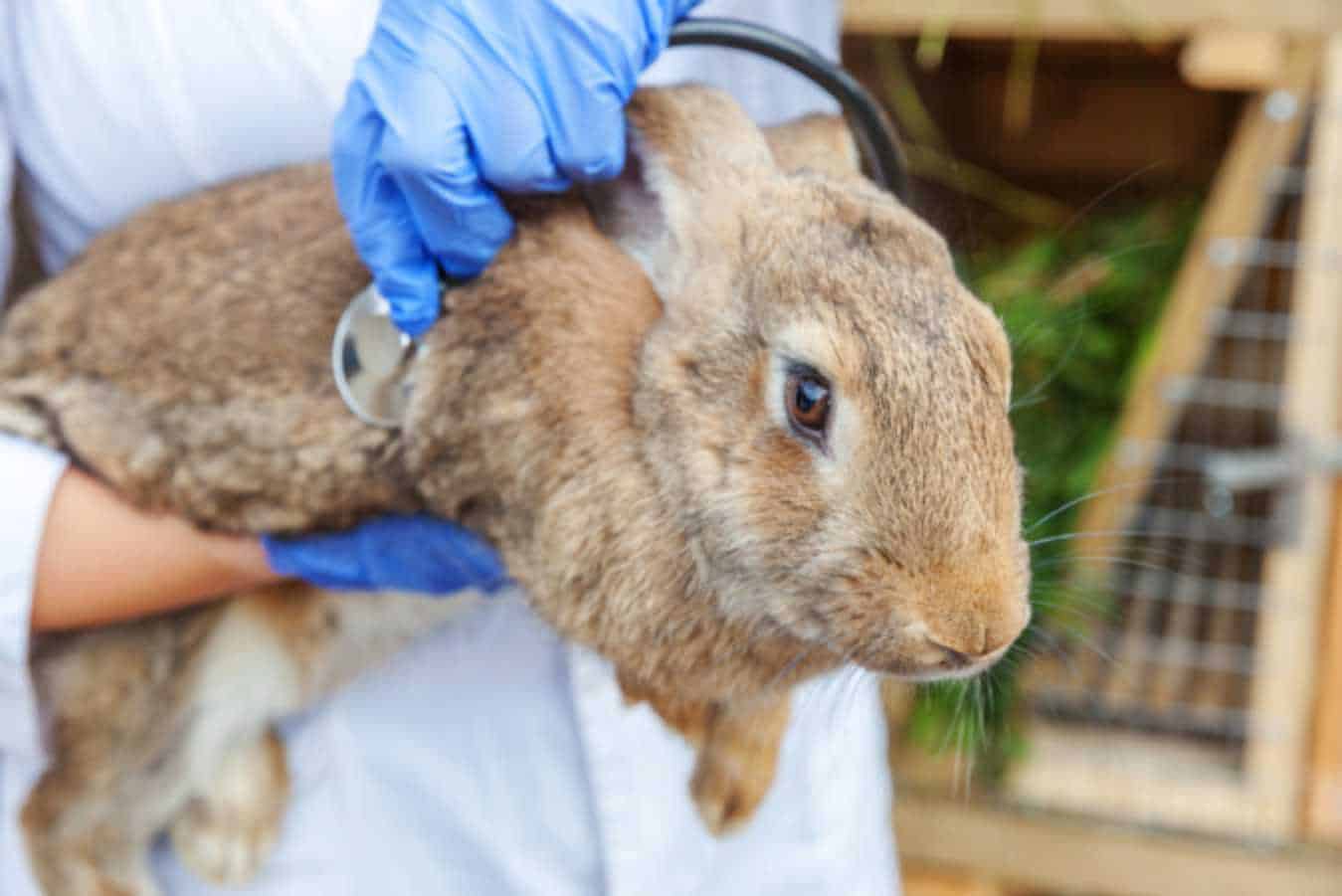 taking care of a rabbit