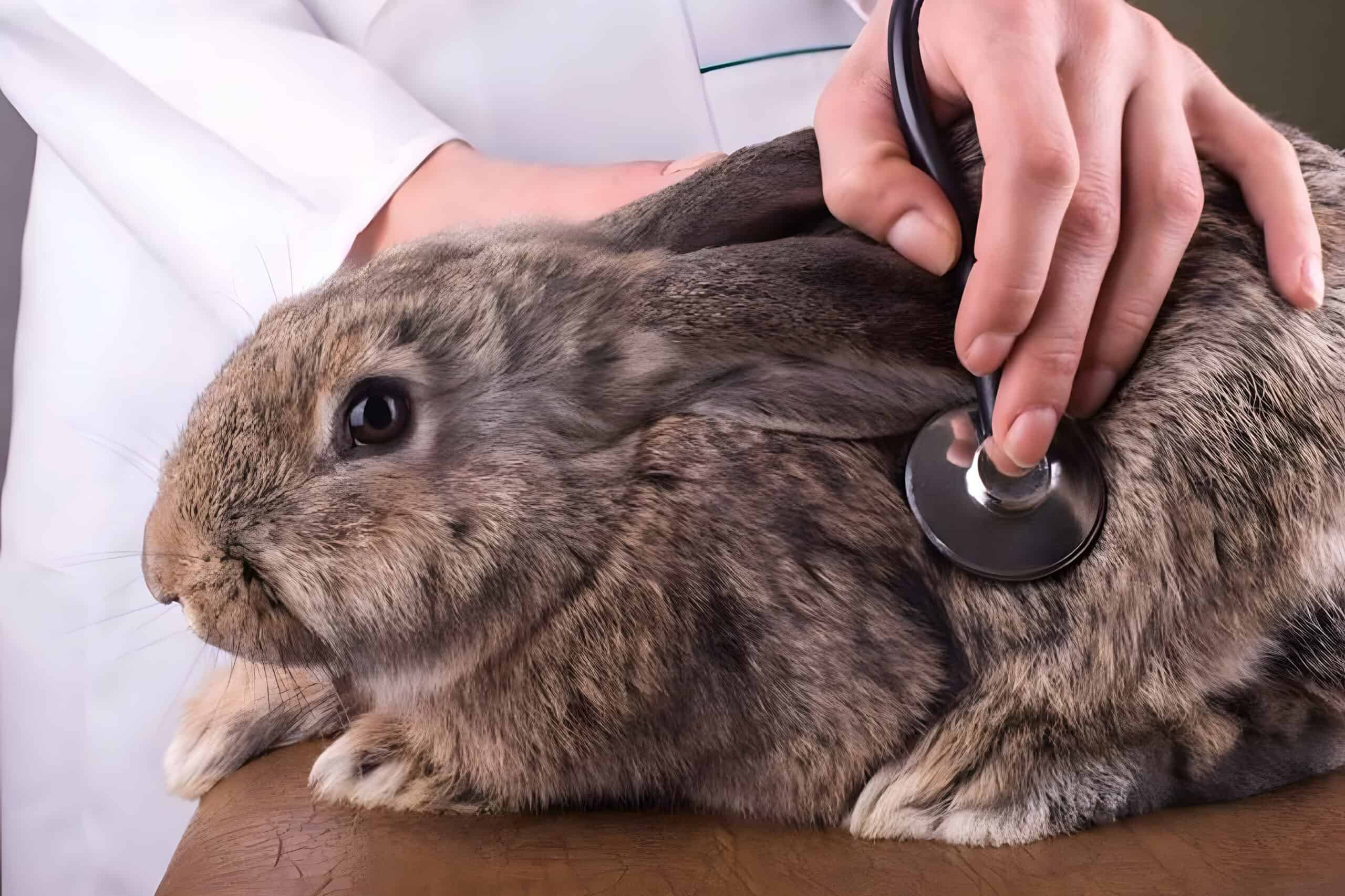 tularemia treatment