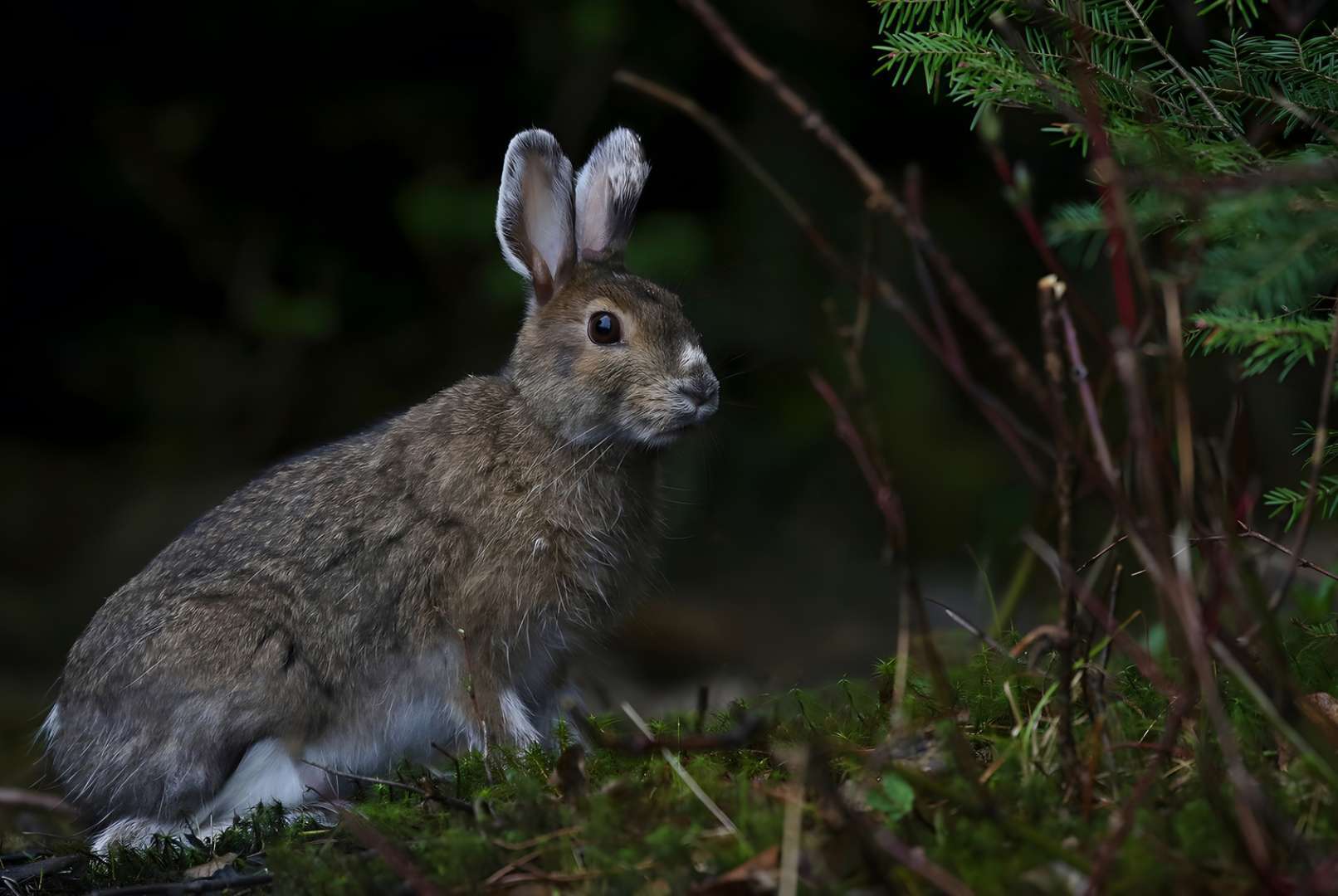 what colors can bunnies see