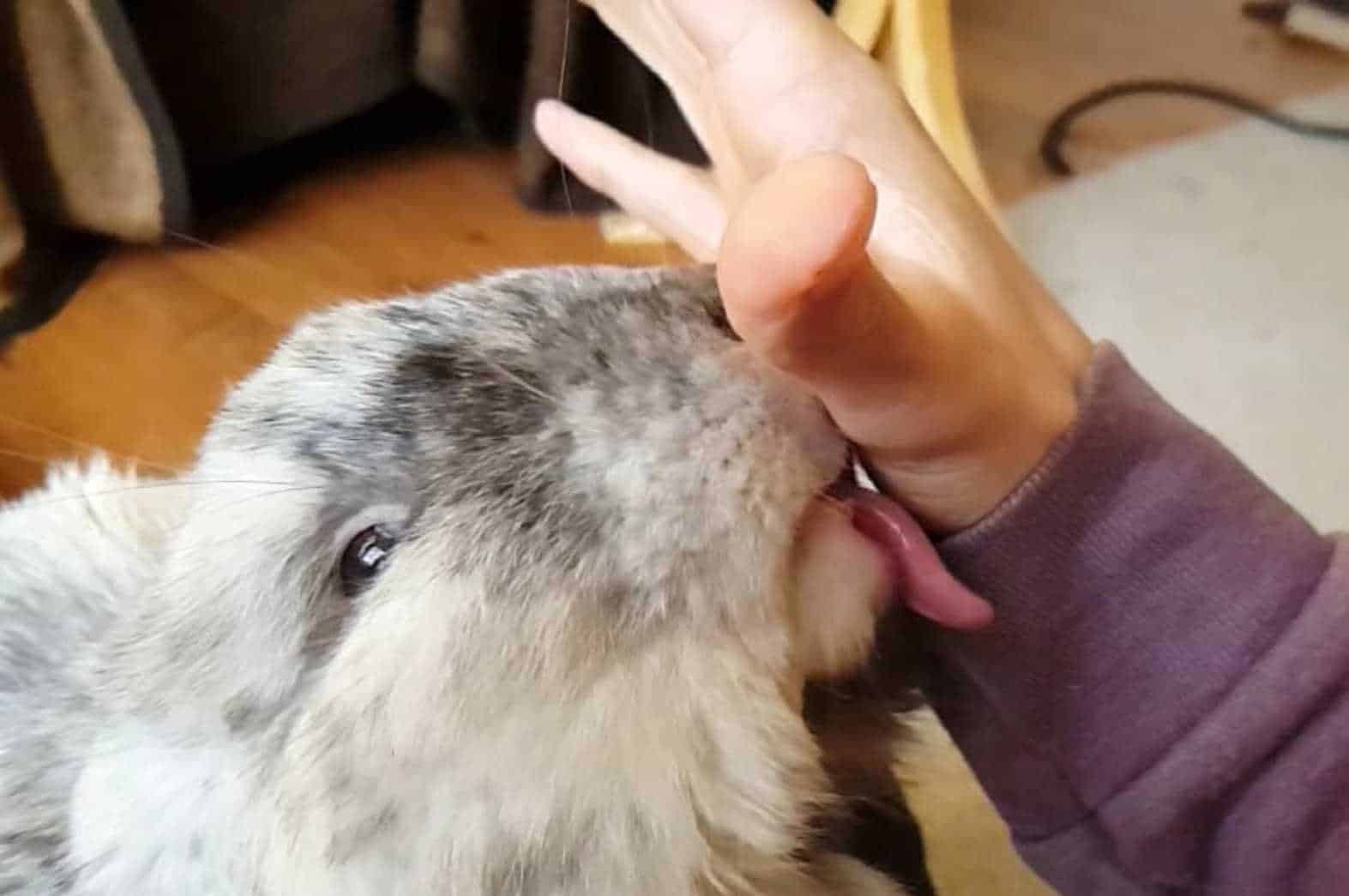 what does it mean when a bunny licks you