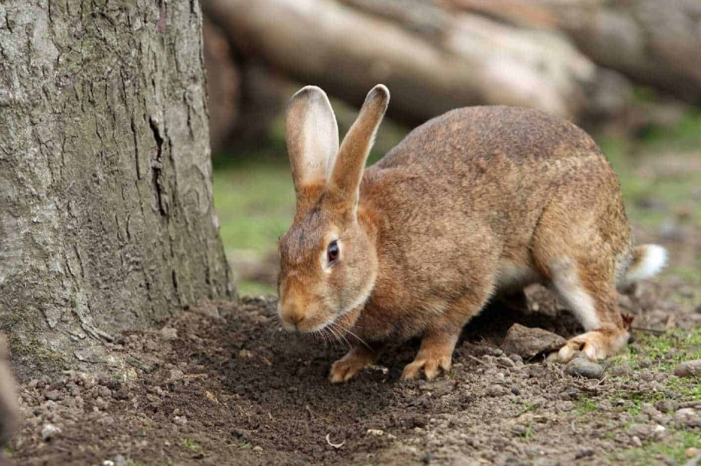 what does it mean when a bunny thumps