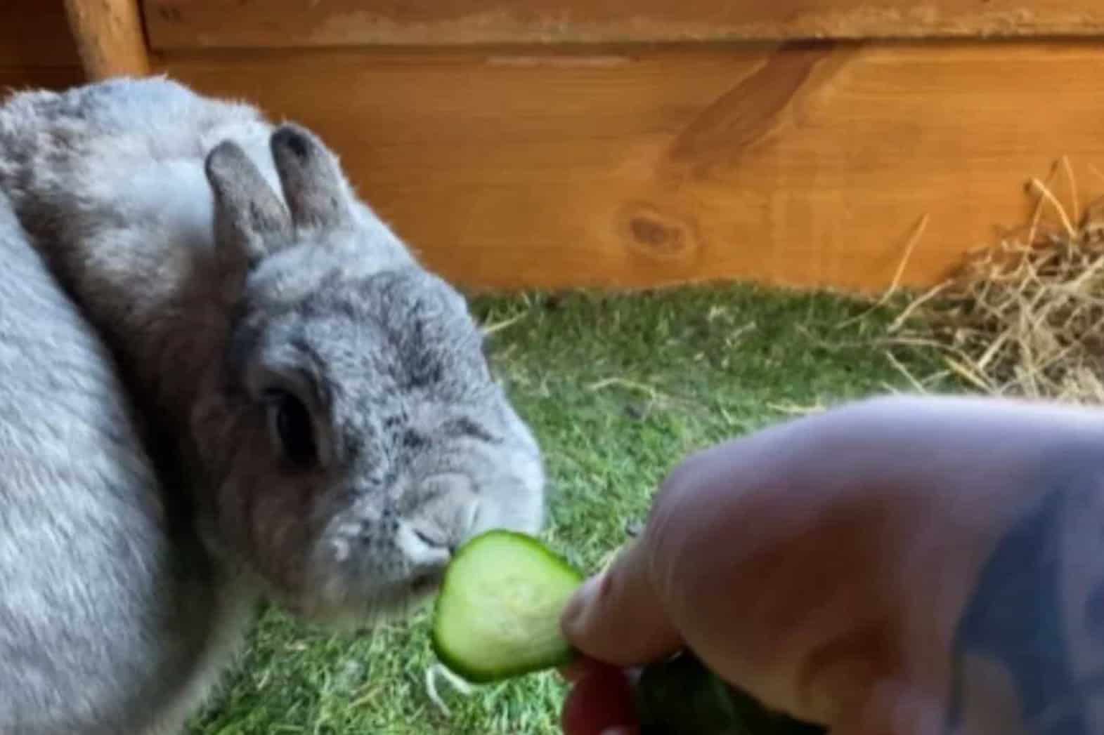 what fruits can rabbits eat