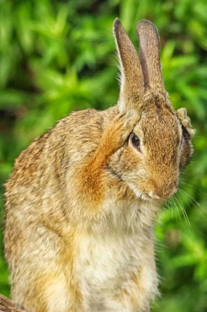 what is the difference between a bunny and a rabbit