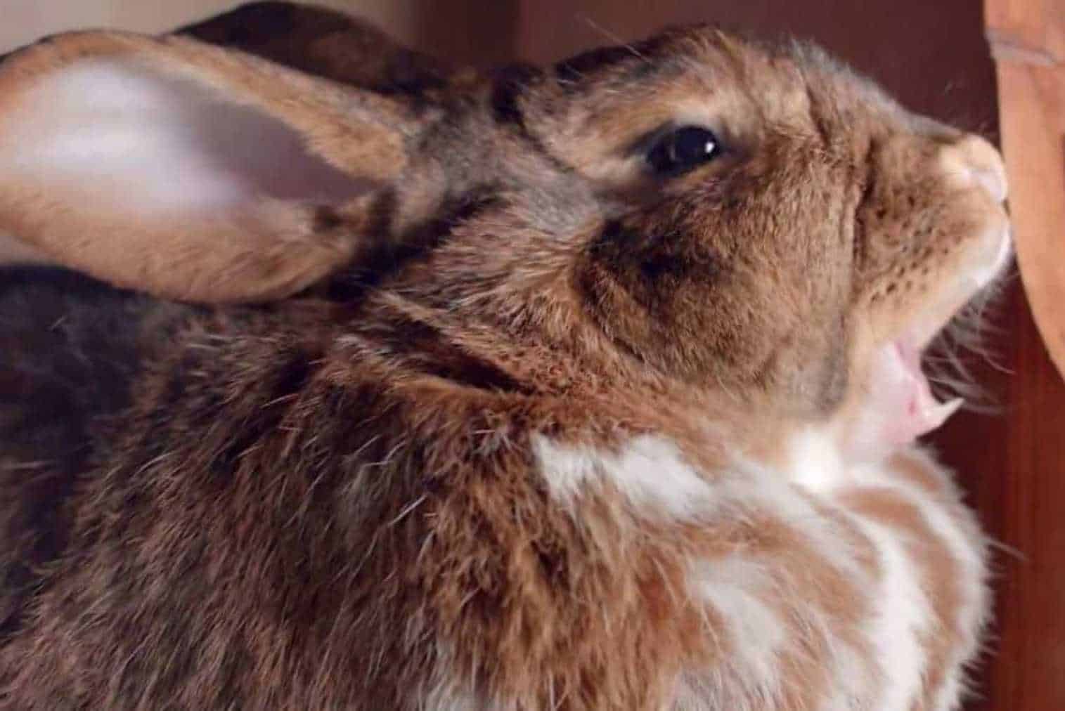 what sound does a rabbit make