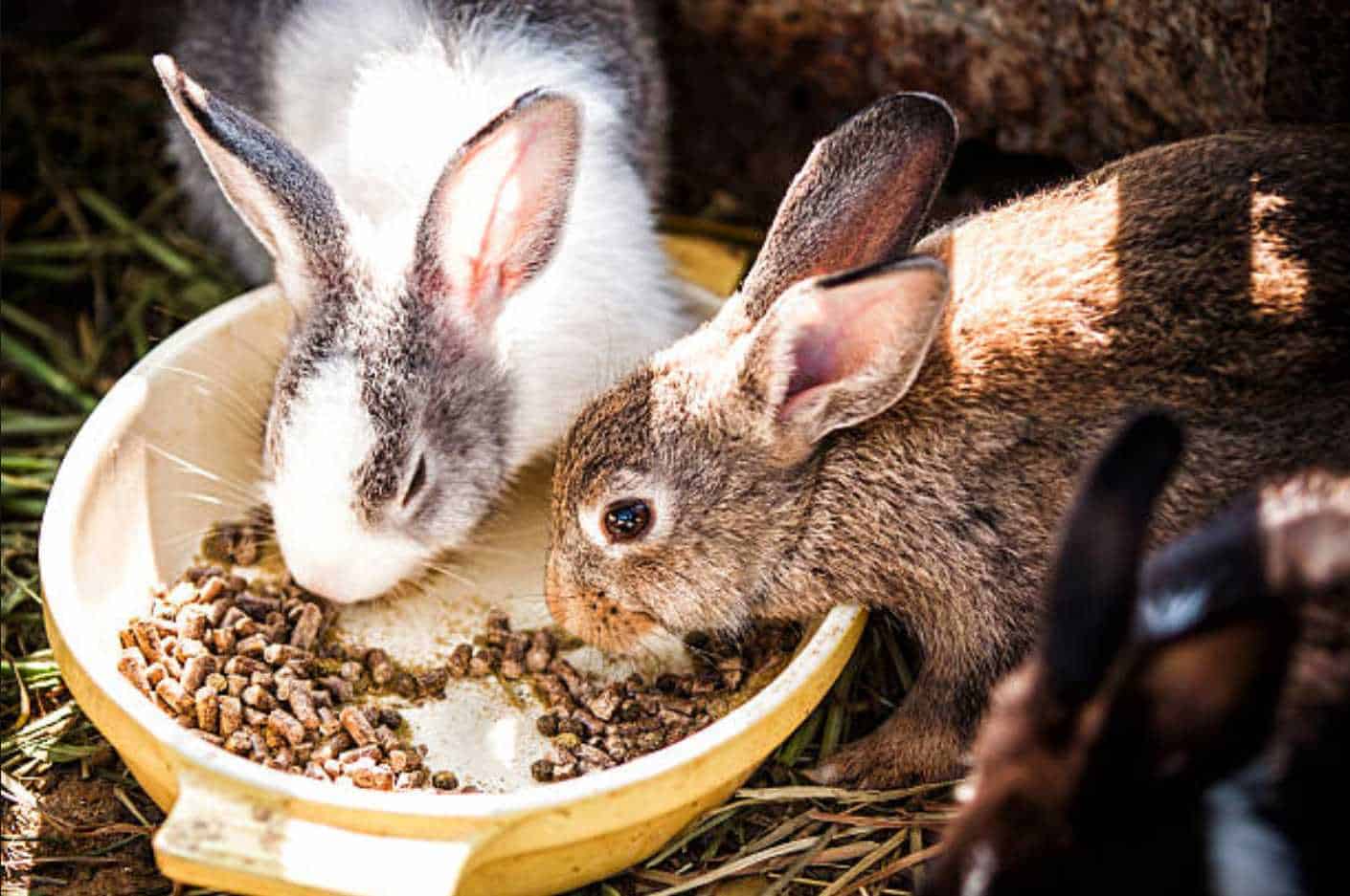 what to feed meat rabbits