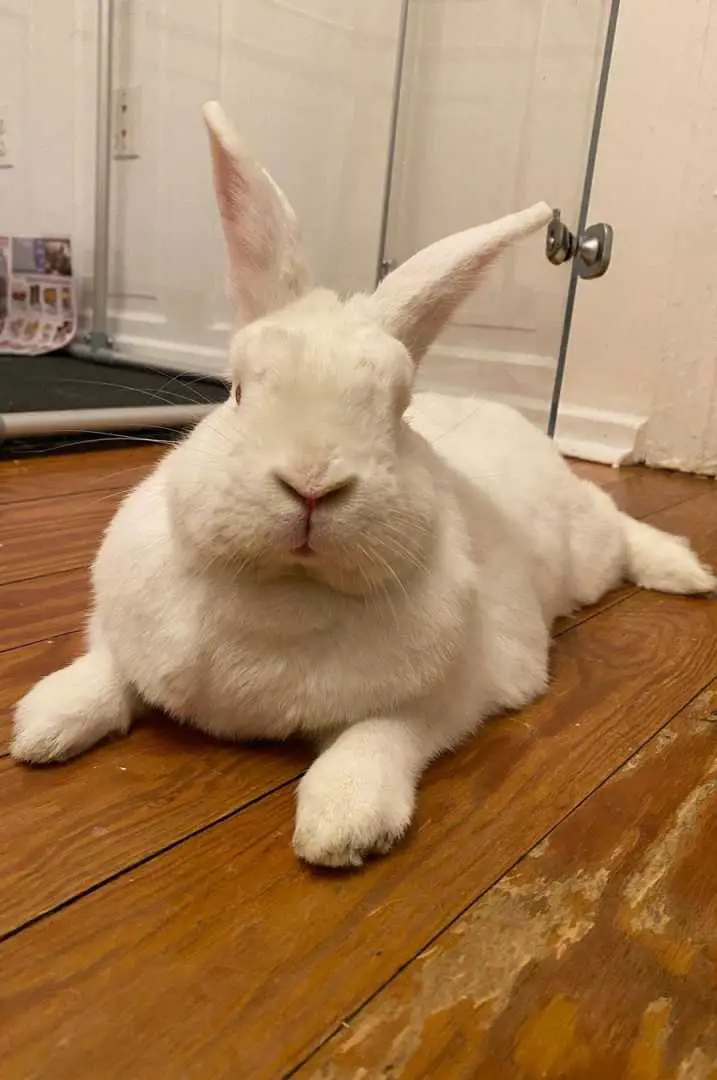 white american rabbit