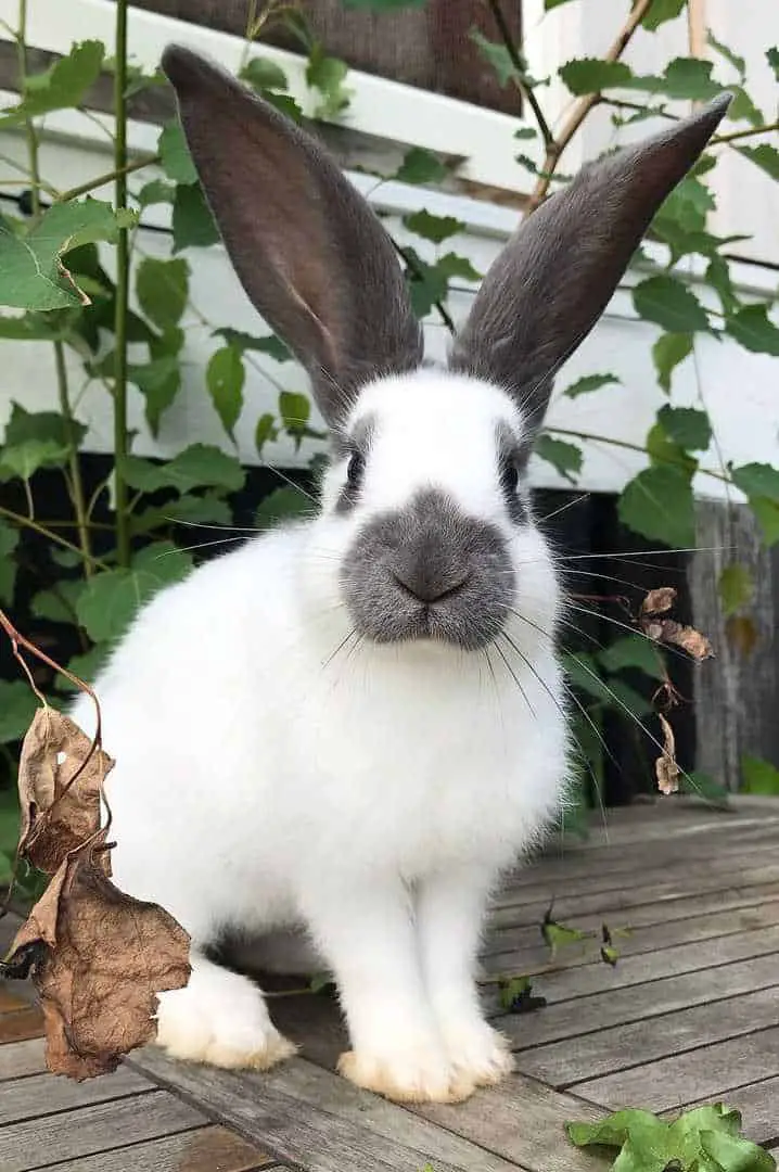 white bunny with black spots