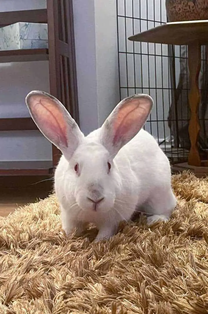 white pet bunny