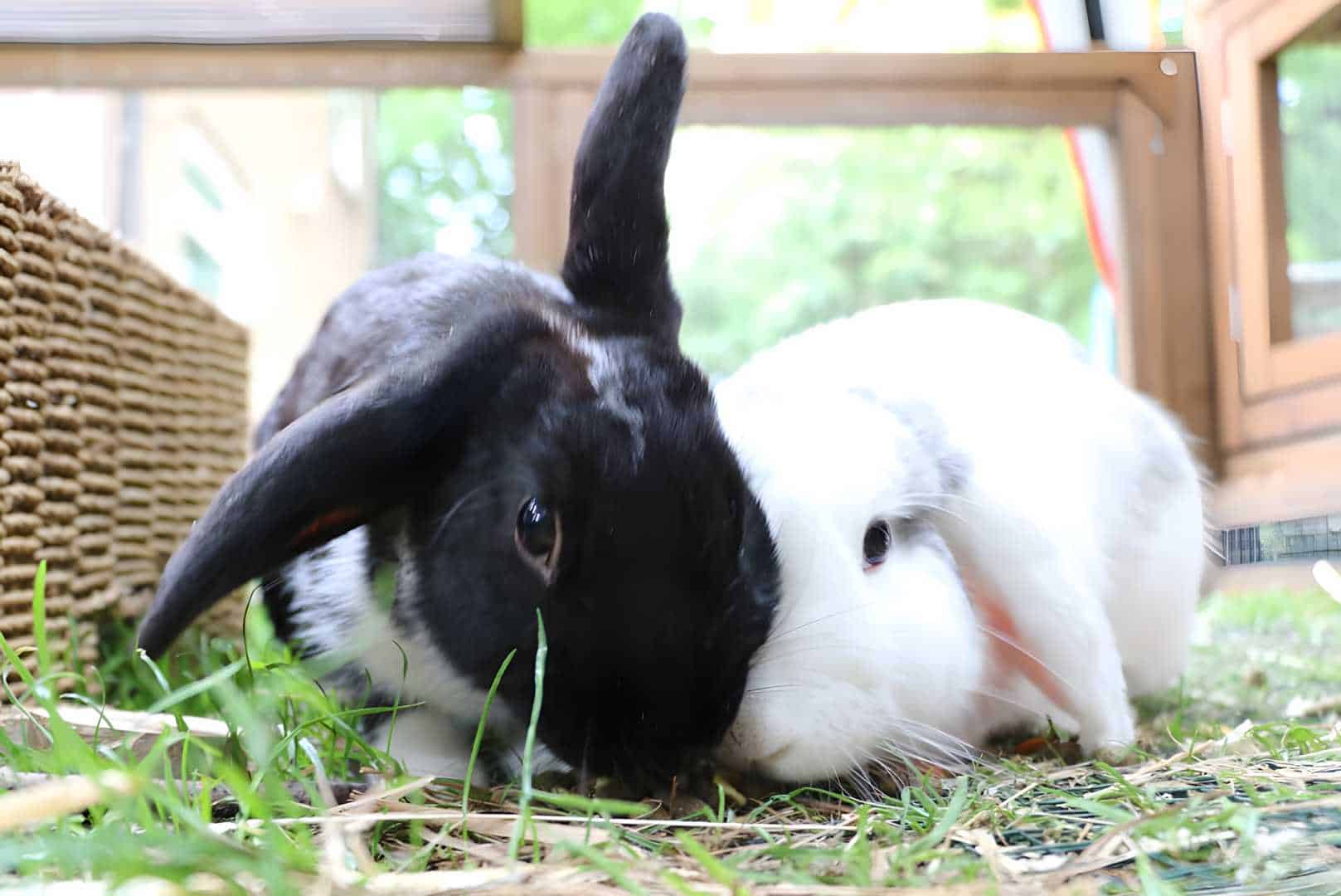 why does my rabbit dig on me