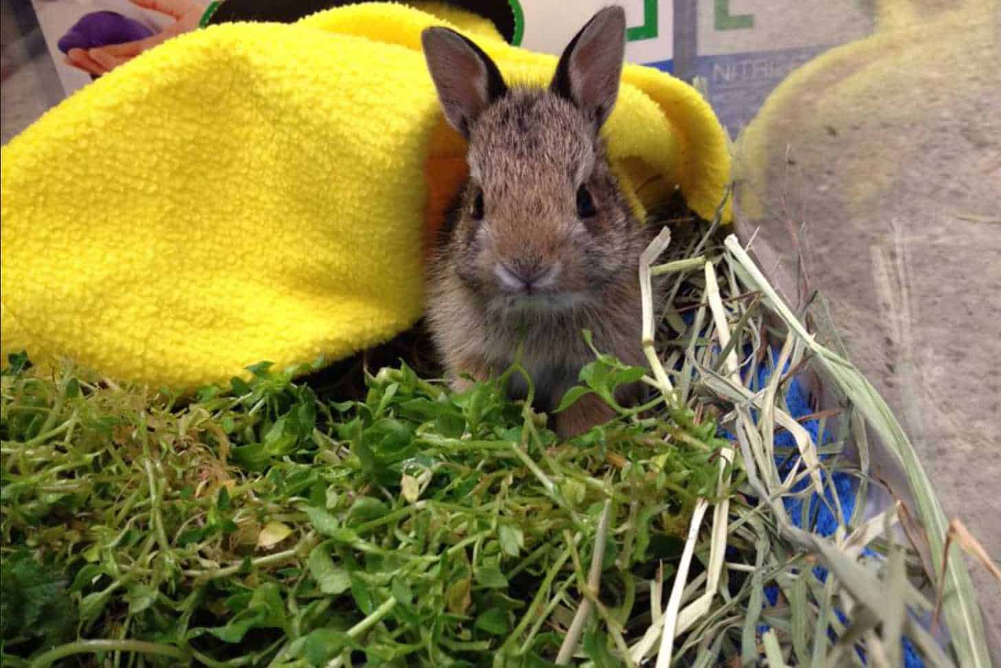 wild bunnies as pets