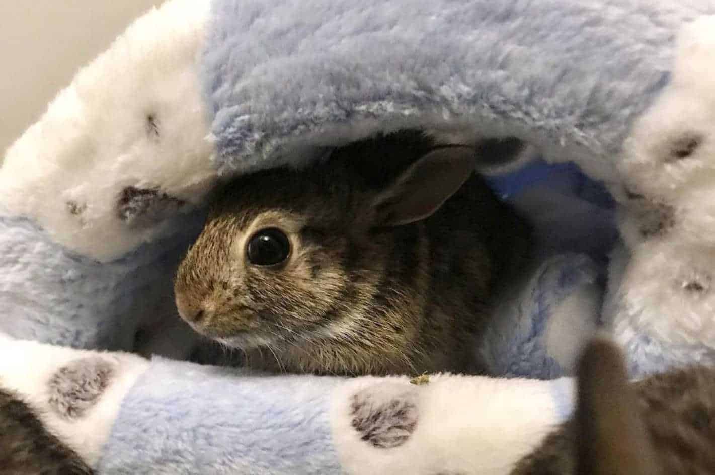 wild cottontail rabbit