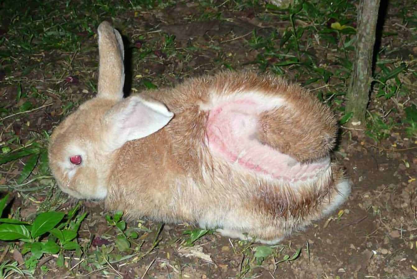 10 Common Rabbit Parasites