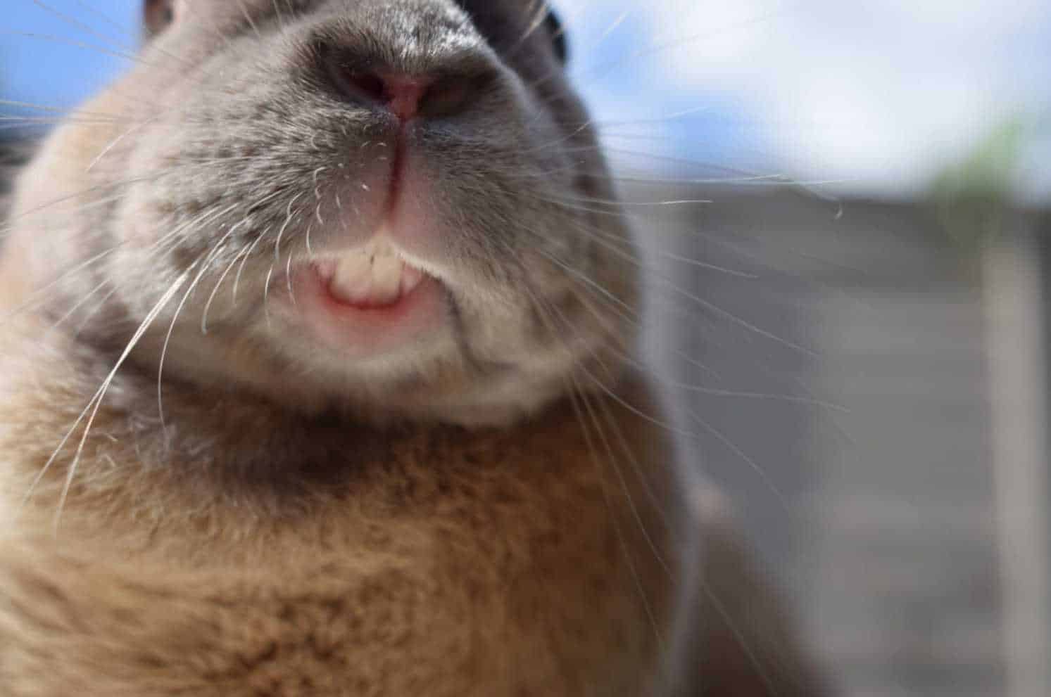 Best Ways to Keep Your Rabbits’ Teeth Short