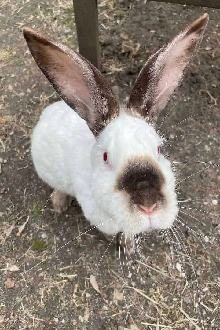 Californian Rabbit 7 Best Rabbits For Children