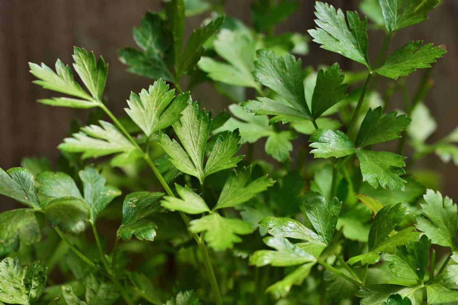 Can Rabbits Eat Parsley