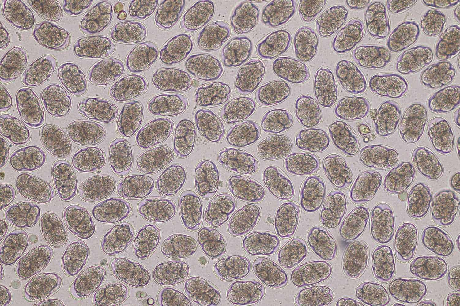 Coccidia 10 Common Rabbit Parasites