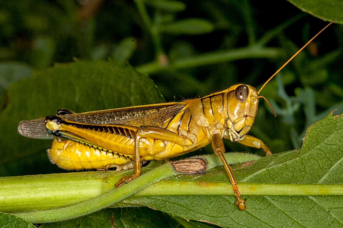 Do Rabbits Eat Grasshoppers