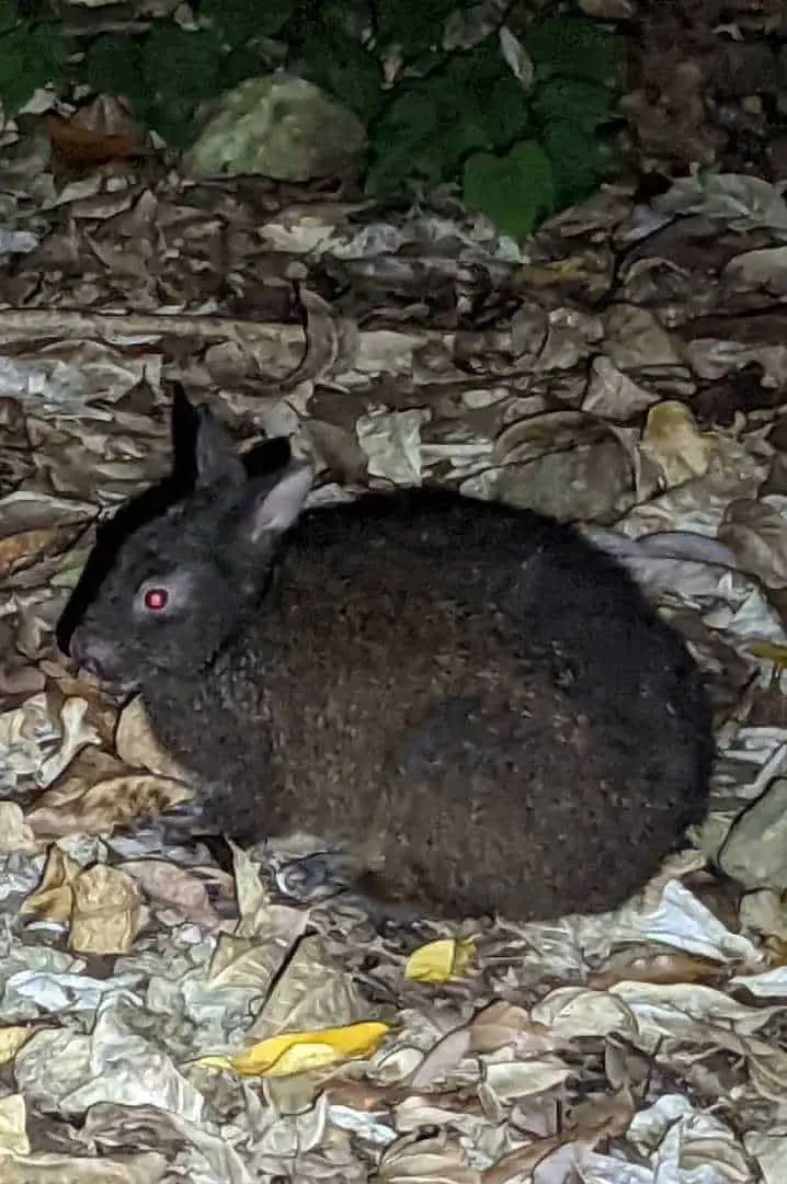 Domestic Rabbits You Can Take Home Instead