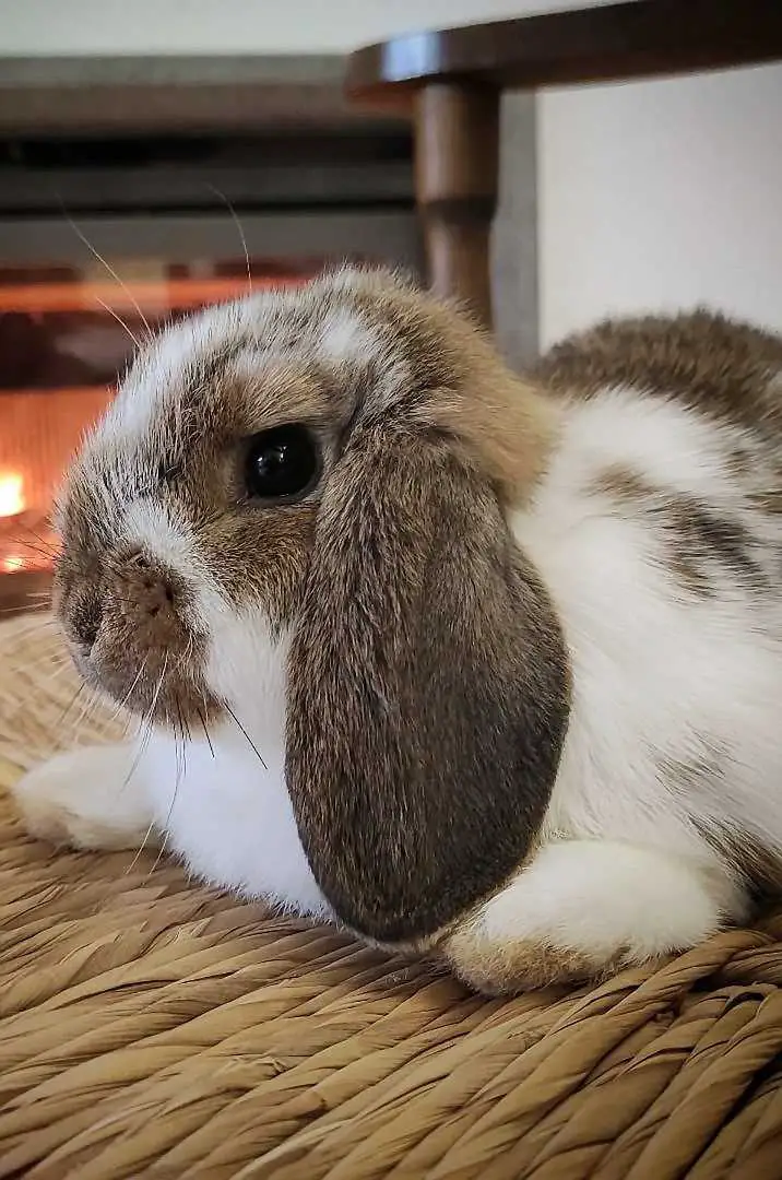 Dwarf Lop Most Gentle Lop Rabbit Breeds