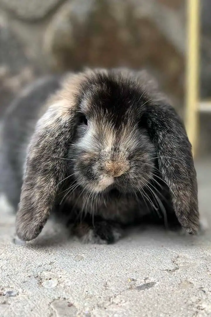 French Lop Most Gentle Lop Rabbit Breeds