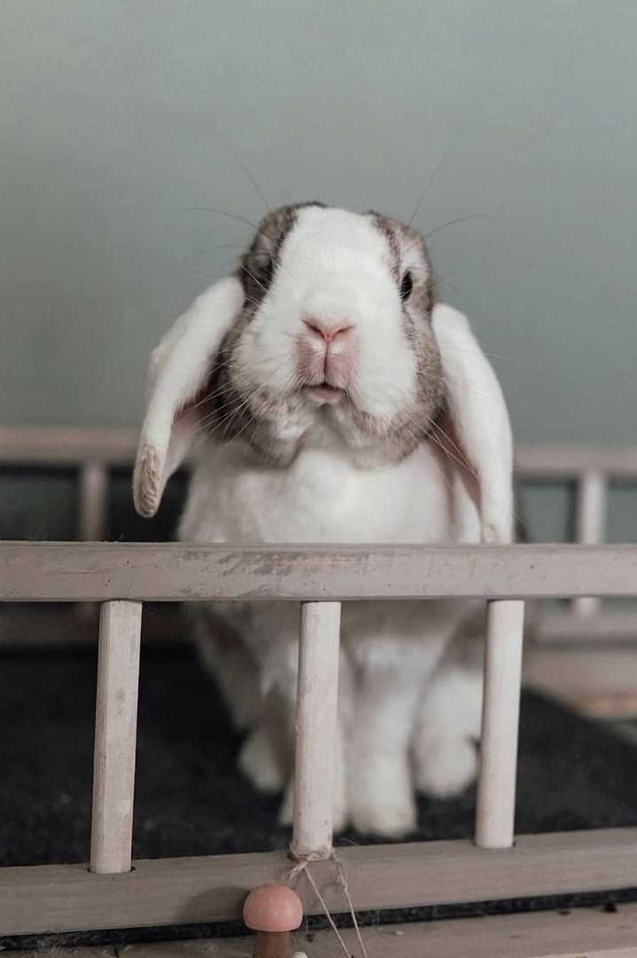 German Lop Most Gentle Lop Rabbit Breeds