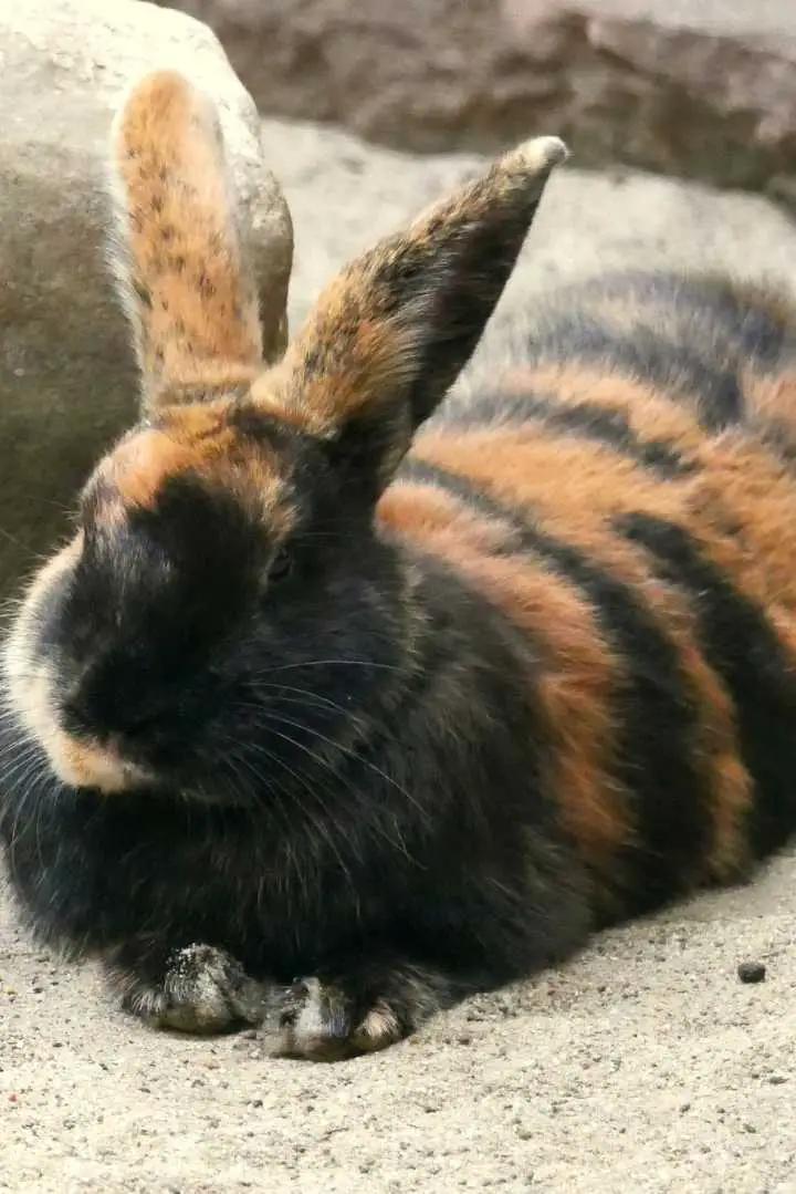 Harlequin Rabbit