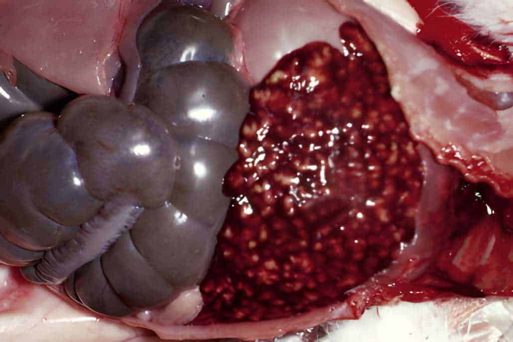 Hepatic Coccidiosis