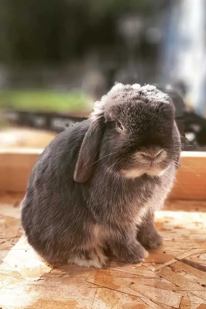 Holland Lop Rabbit