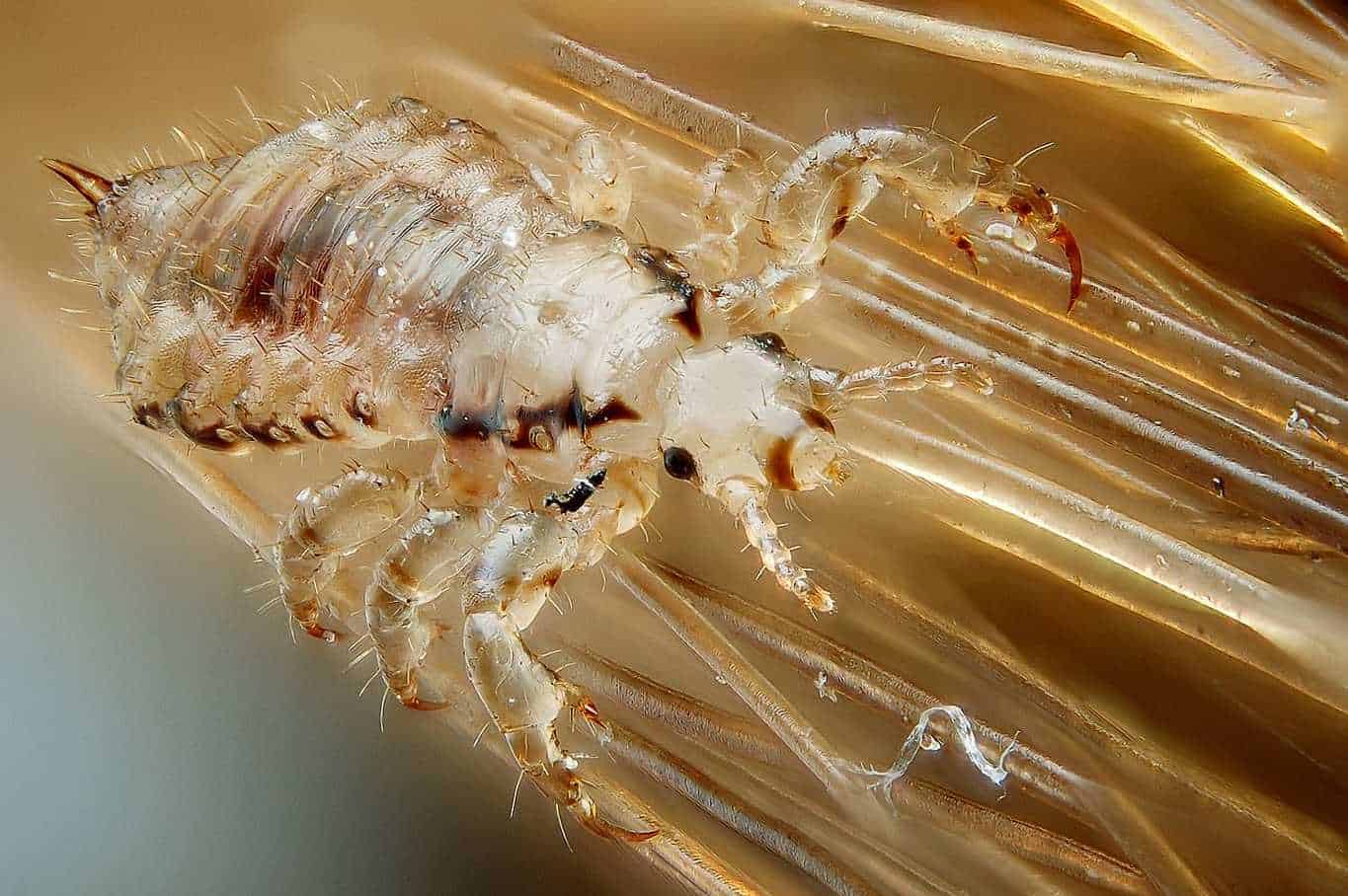 Lice-10 Common Rabbit Parasites