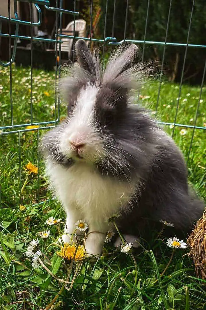 Lionhead Rabbit