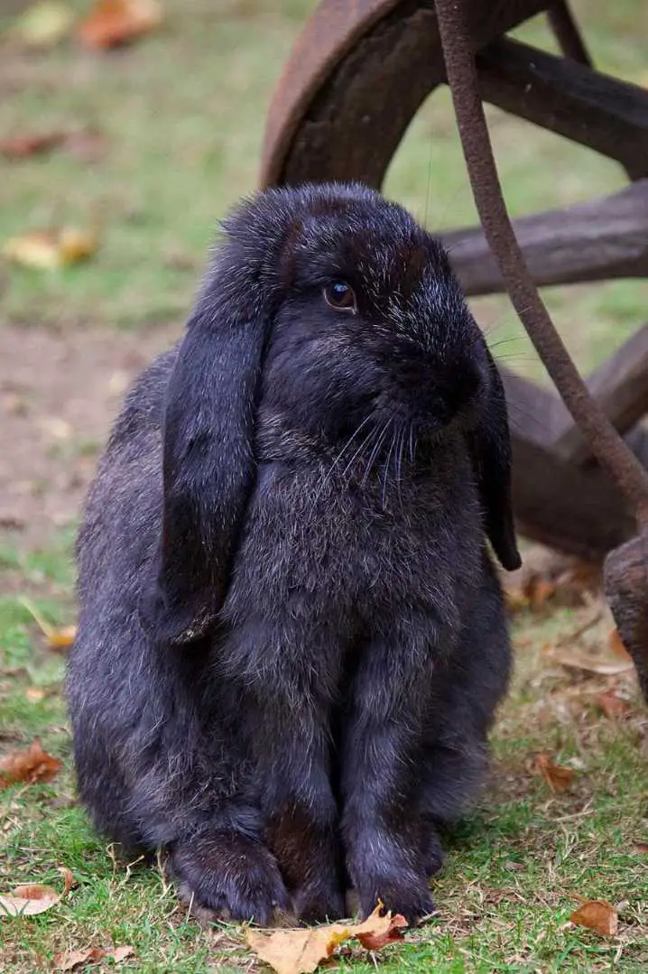 Meissner Lop Most Gentle Lop Rabbit Breeds