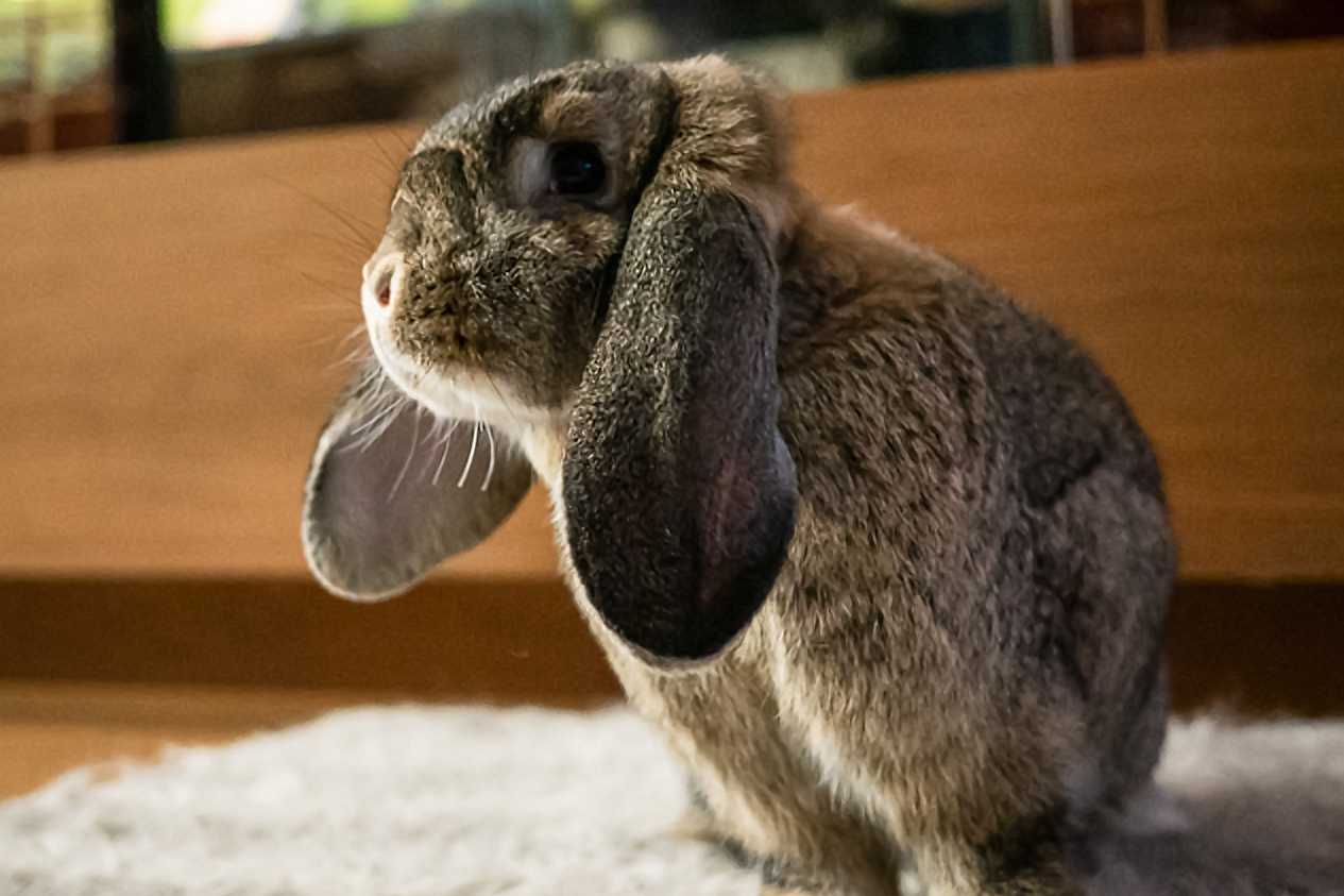 Most Expensive Rabbit Breeds