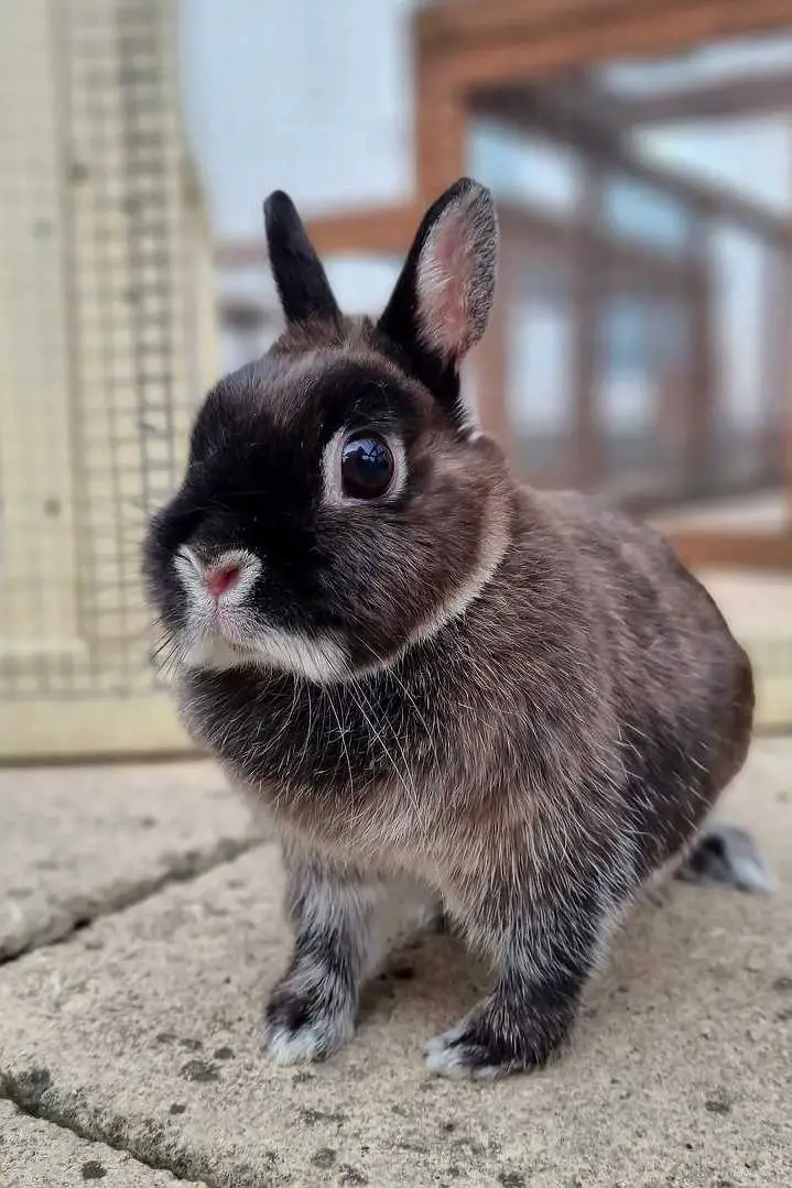 Netherland Dwarf Rabbit