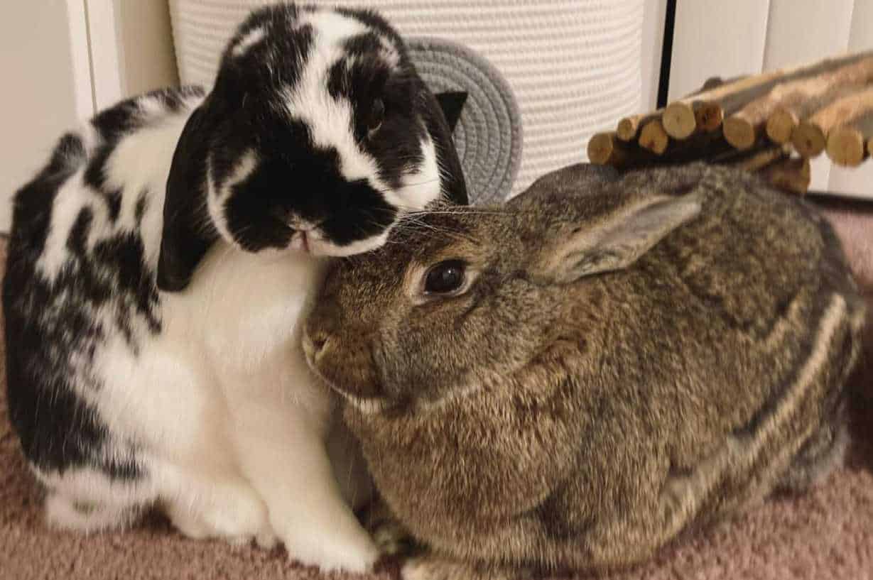 Rabbit Behaviors