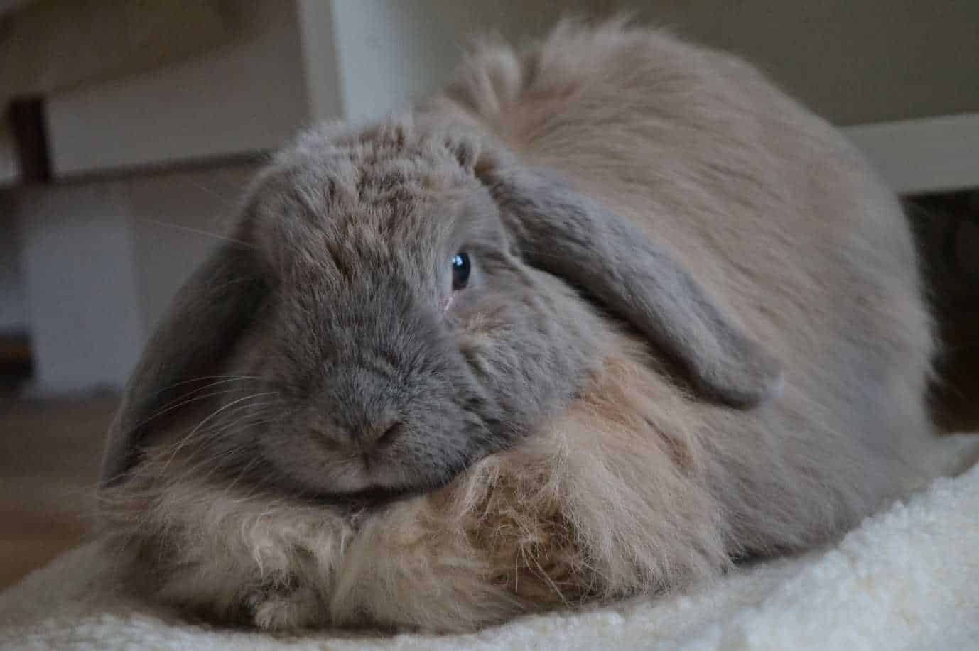 Rabbits Have a Dewlap