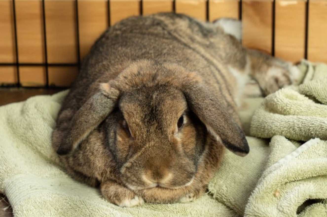 Sad Bunny How to Tell if Your Rabbit is Sad or Depressed