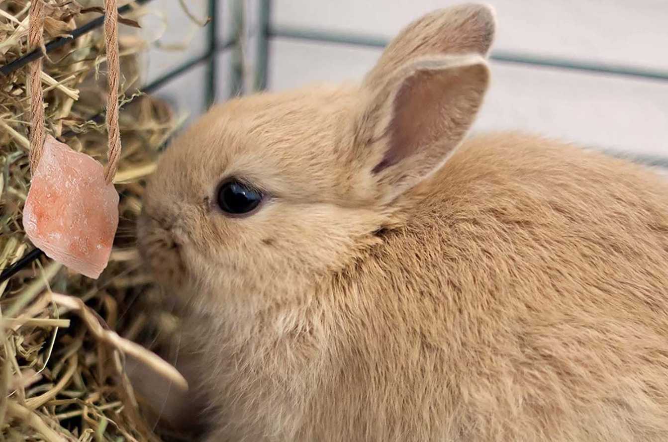 Salt Licks Does Your Rabbit Need It