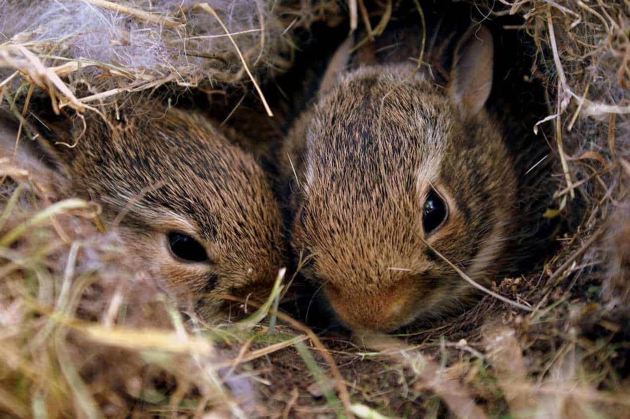 age how to tell how old a baby rabbit is