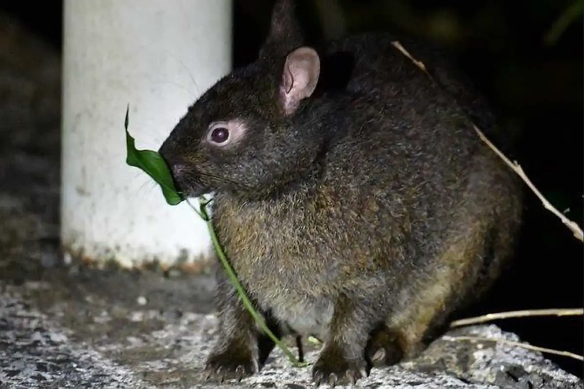 amami rabbit size