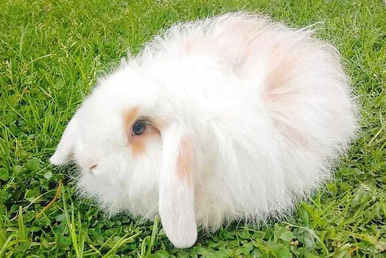 american fuzzy lop rabbit