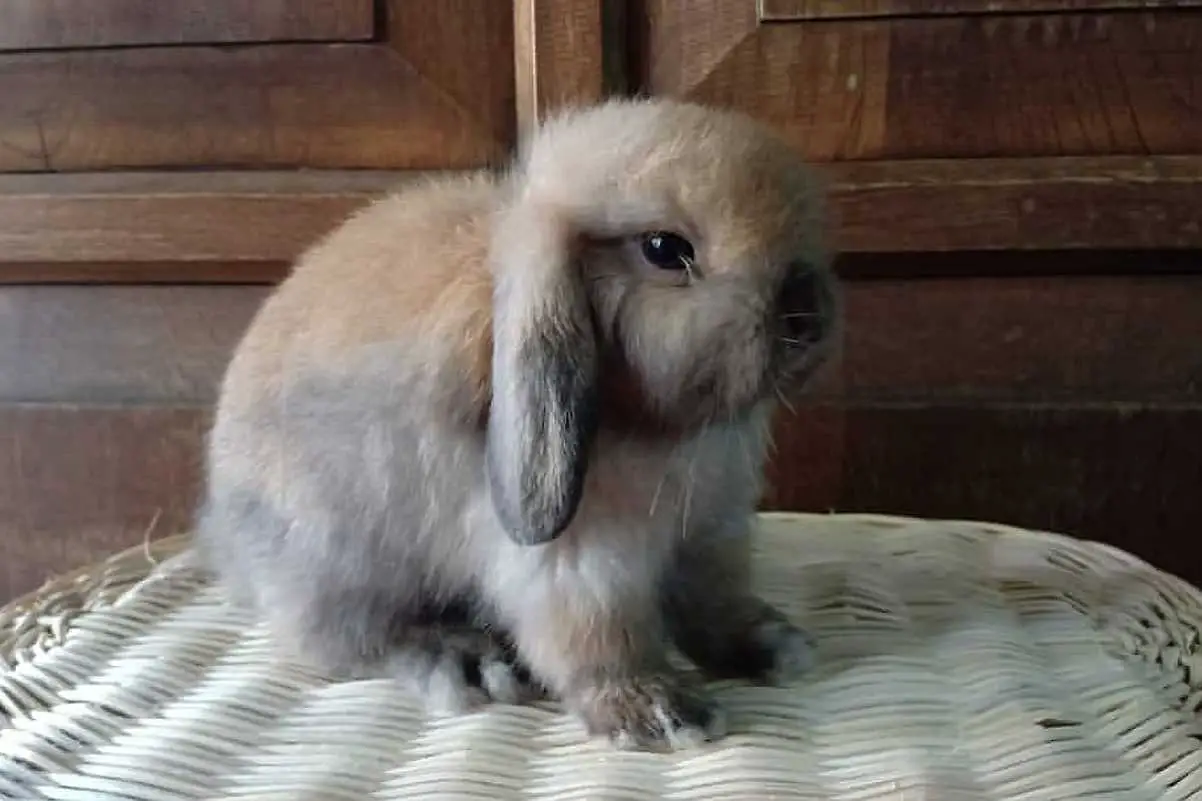 american fuzzy lop