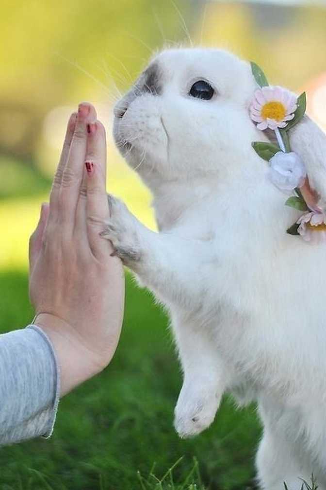 american lop