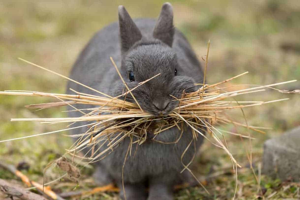 are rabbits omnivores