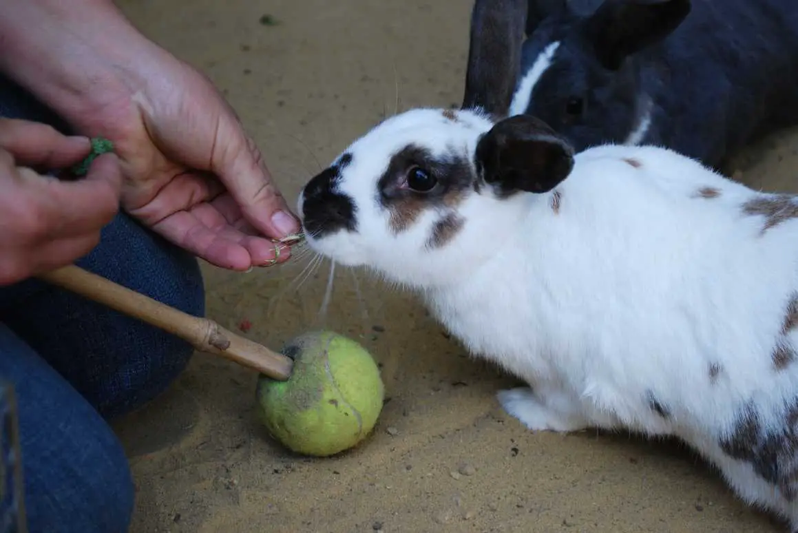 are rabbits smart