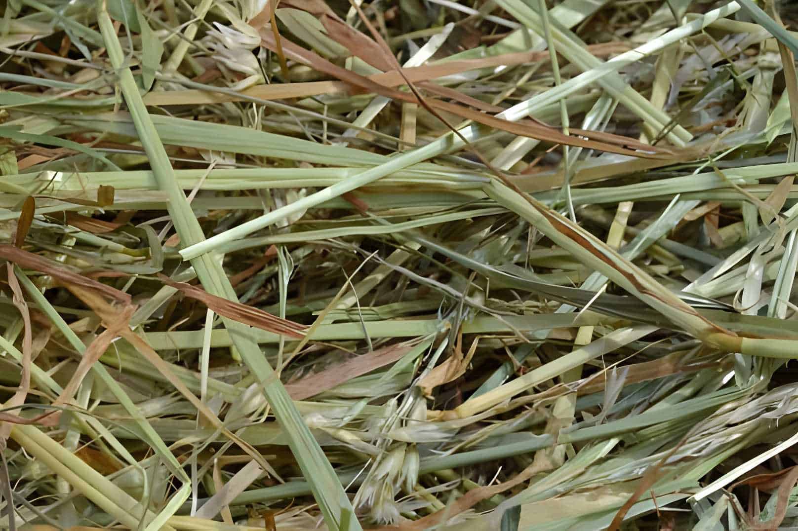 best hay for rabbits