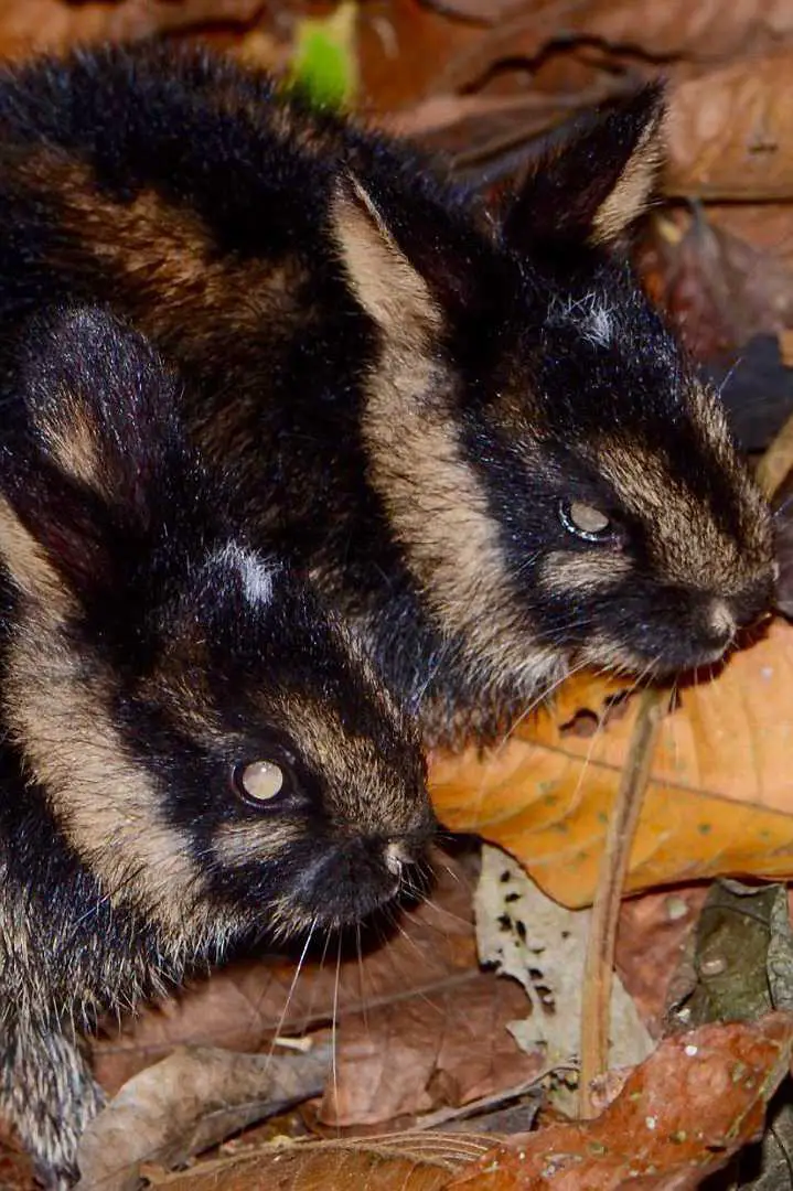 blue rabbit breeds