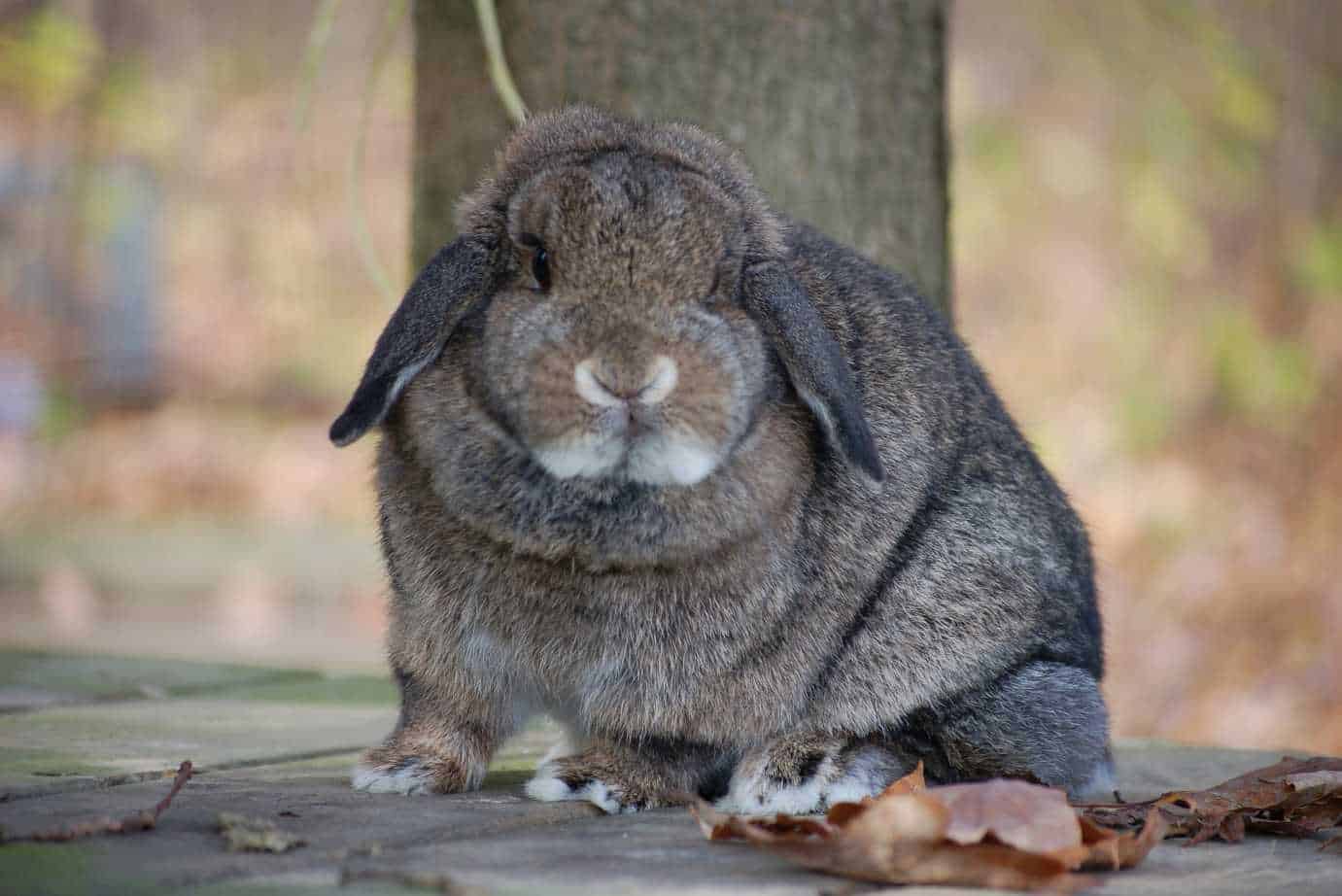 bunny age stages