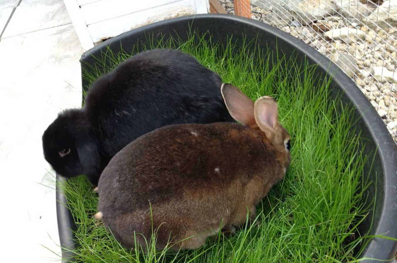 bunny eating grass